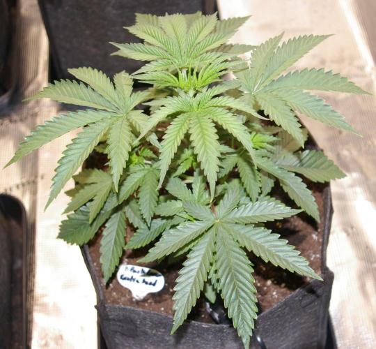 Black Lemon exotic Seed. Week 4