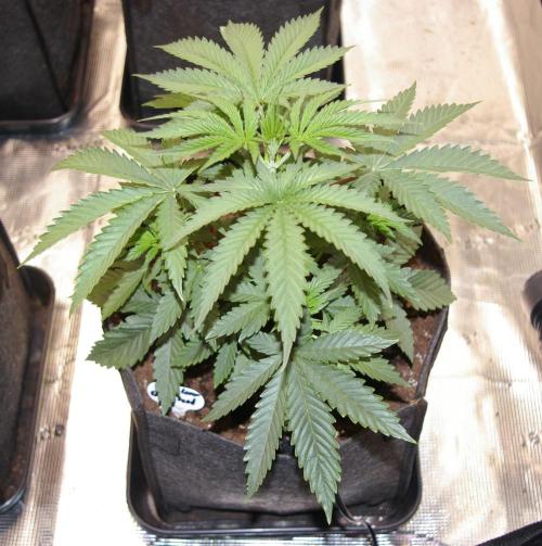 Black Lemon exotic Seed. Week 4