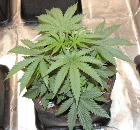 Black Lemon exotic Seed. Week 4