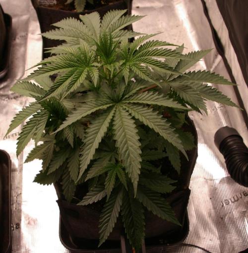 Black Lemon exotic Seed. Week 4