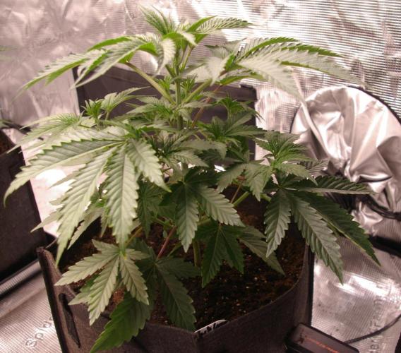 Black Lemon exotic Seed. Week 4