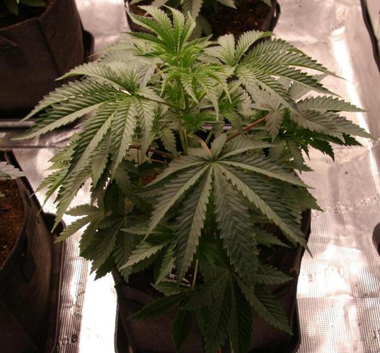 Black Lemon exotic Seed. Week 4