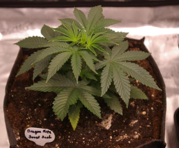 Dragon Milk Sensi Seeds. Week 4