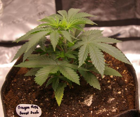 Dragon Milk Sensi Seeds. Week 4