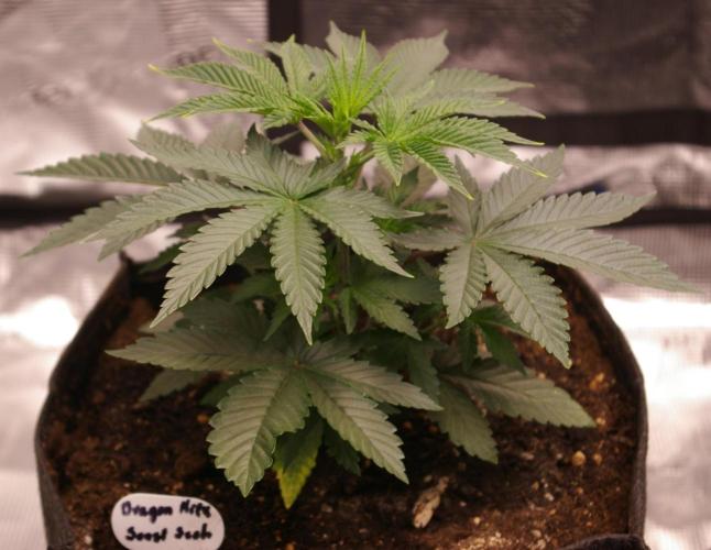 Dragon Milk Sensi Seeds. Week 4