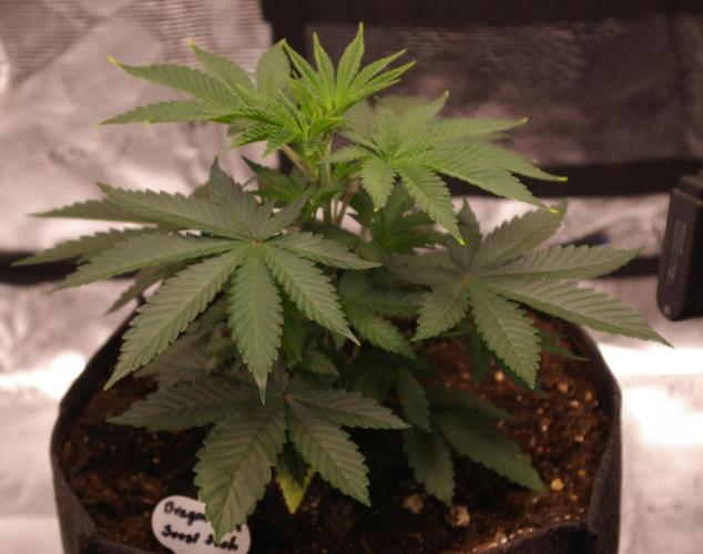 Dragon Milk Sensi Seeds. Week 4