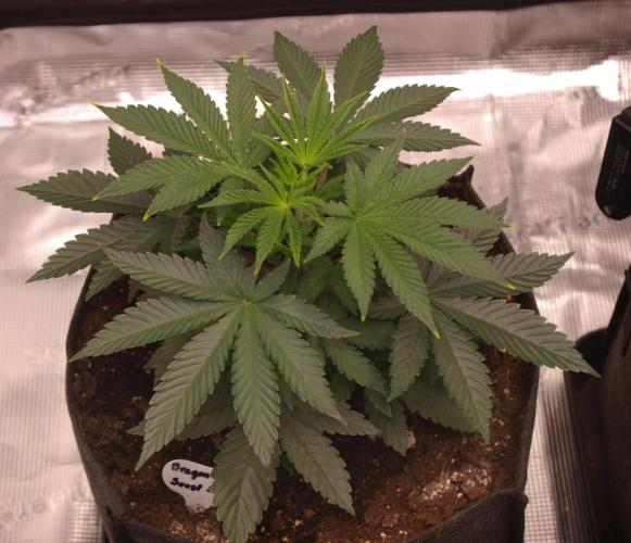 Dragon Milk Sensi Seeds. Week 4
