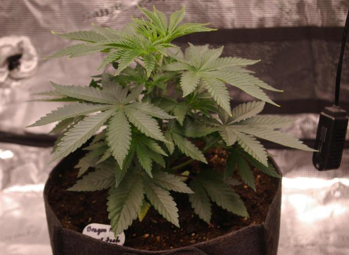 Dragon Milk Sensi Seeds. Week 4