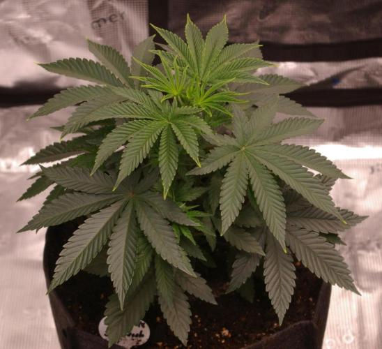 Dragon Milk Sensi Seeds. Week 4