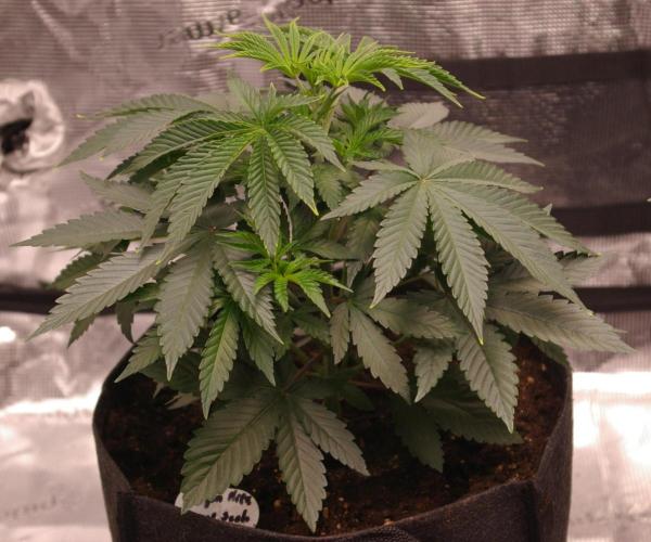 Dragon Milk Sensi Seeds. Week 4