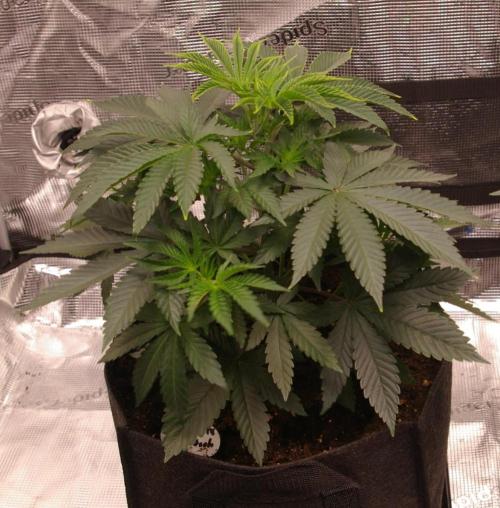 Dragon Milk Sensi Seeds. Week 4