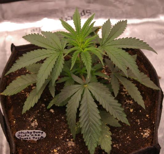 Sticky Berry Mints sensi seeds. Week 4