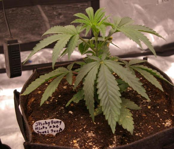 Sticky Berry Mints sensi seeds. Week 4