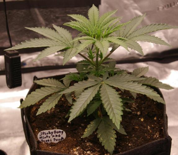 Sticky Berry Mints sensi seeds. Week 4