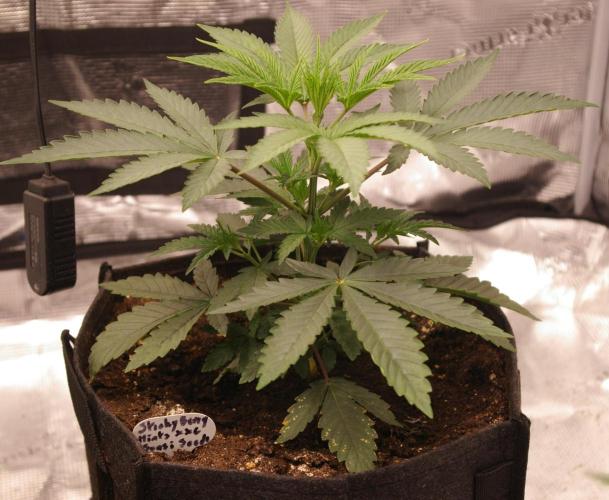 Sticky Berry Mints sensi seeds. Week 4
