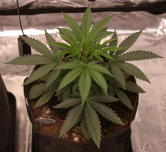 Sticky Berry Mints sensi seeds. Week 4