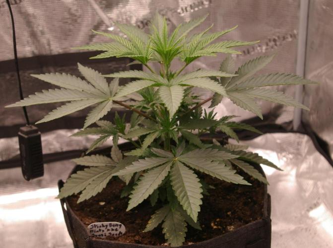 Sticky Berry Mints sensi seeds. Week 4