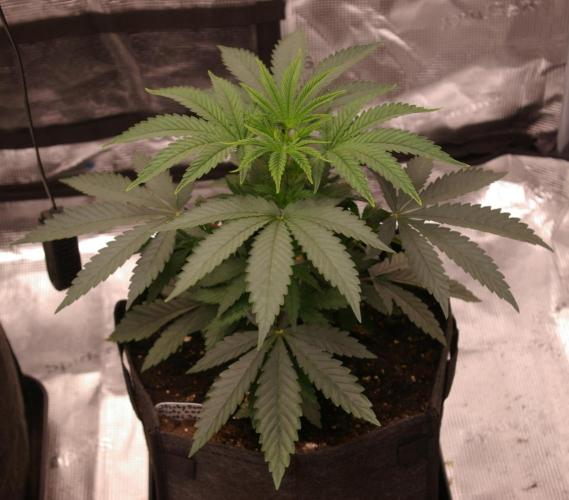 Sticky Berry Mints sensi seeds. Week 4