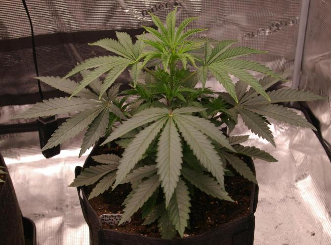 Sticky Berry Mints sensi seeds. Week 4