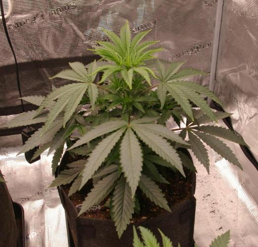 Sticky Berry Mints sensi seeds. Week 4