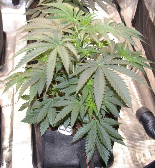 Black Lemon exotic Seed. Week 5