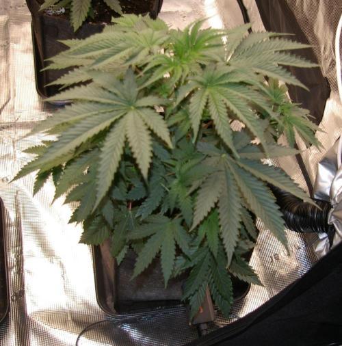 Black Lemon exotic Seed. Week 5
