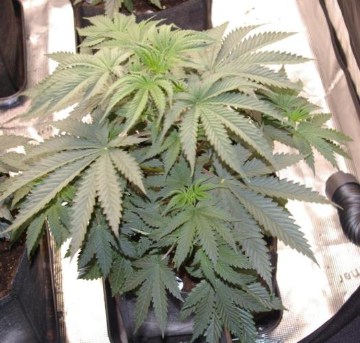 Black Lemon exotic Seed. Week 5