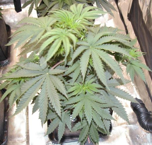Black Lemon exotic Seed. Week 5