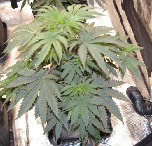 Black Lemon exotic Seed. Week 5