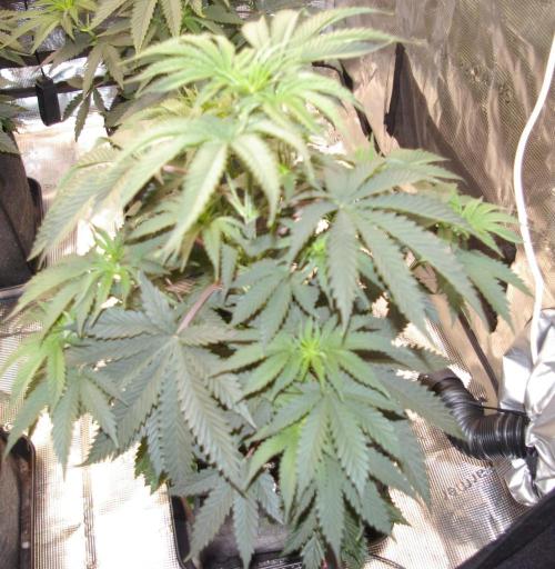 Black Lemon exotic Seed. Week 5