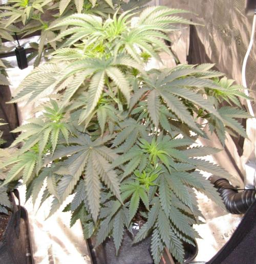 Black Lemon exotic Seed. Week 5