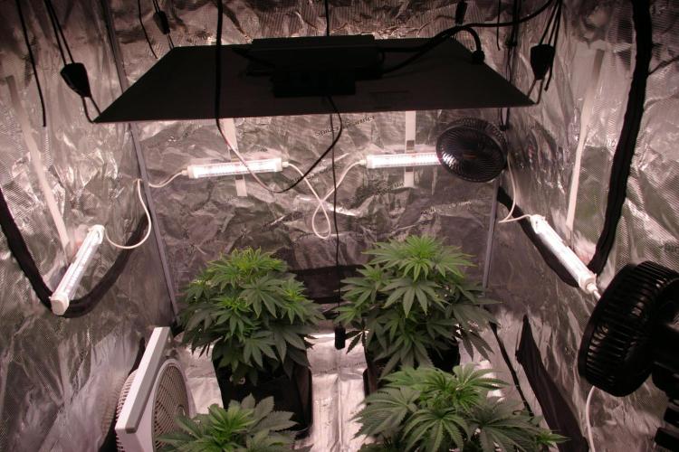 Black Lemon exotic Seed. Week 5