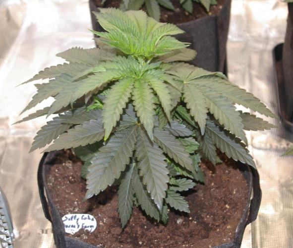 Jelly Cake Barney's Farm. Week 5