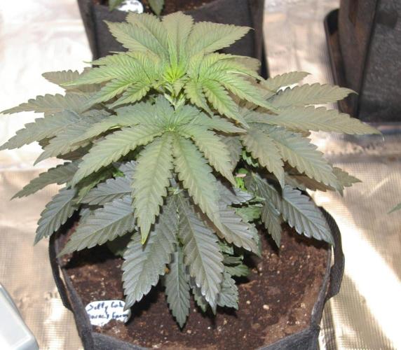 Jelly Cake Barney's Farm. Week 5