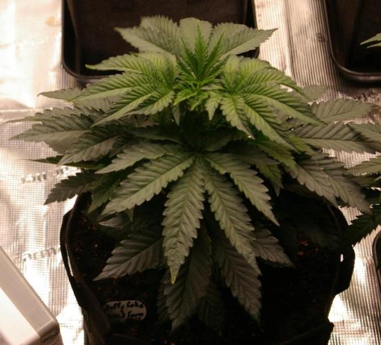 Jelly Cake Barney's Farm. Week 5