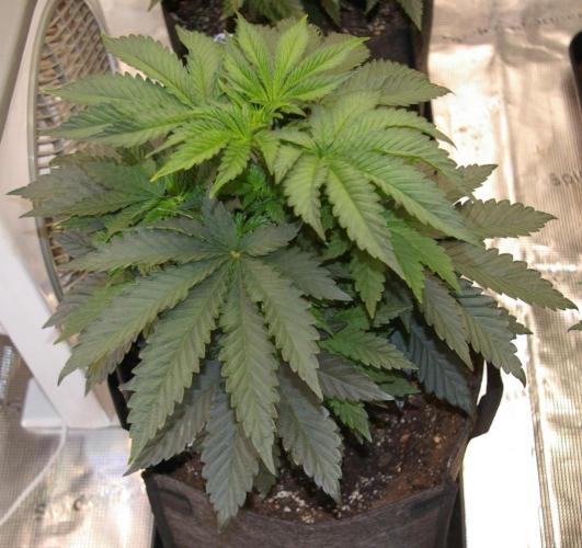 Jelly Cake Barney's Farm. Week 5