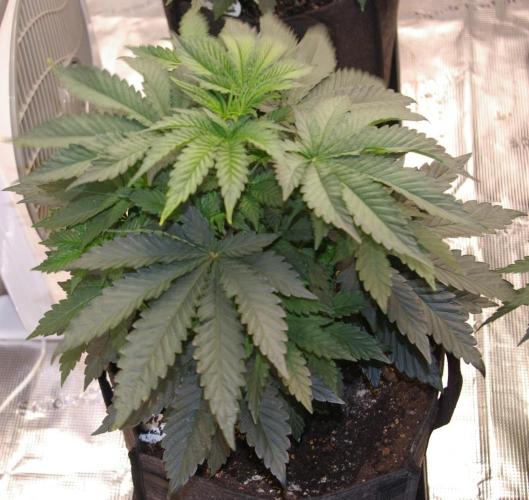 Jelly Cake Barney's Farm. Week 5