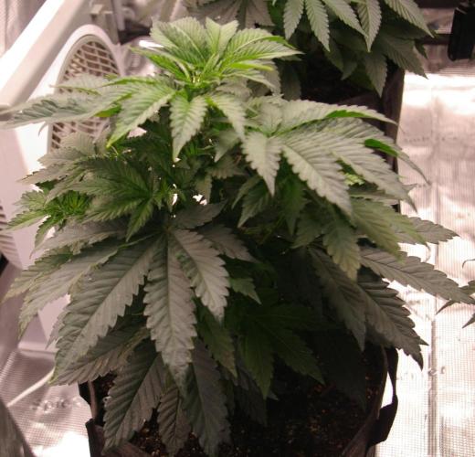 Jelly Cake Barney's Farm. Week 5