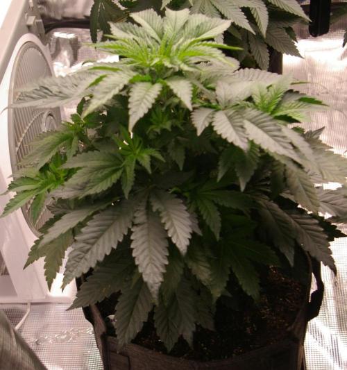 Jelly Cake Barney's Farm. Week 5