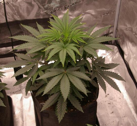 Sticky Berry Mints sensi seeds. Week 5
