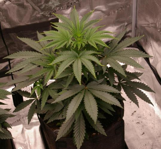 Sticky Berry Mints sensi seeds. Week 5