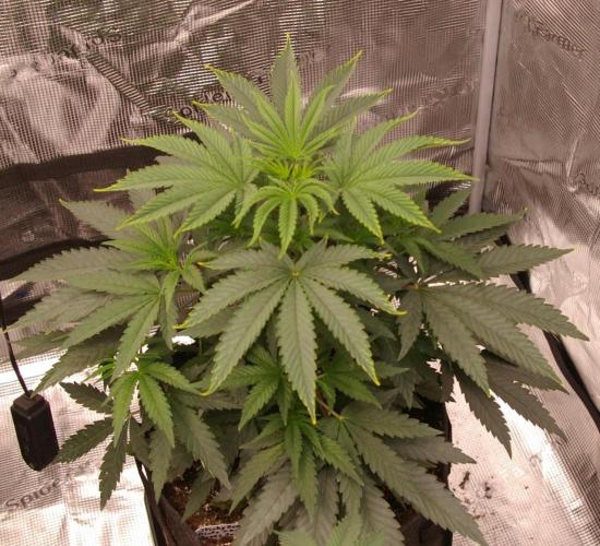 Sticky Berry Mints sensi seeds. Week 5
