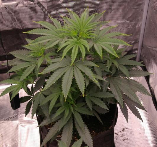 Sticky Berry Mints sensi seeds. Week 5