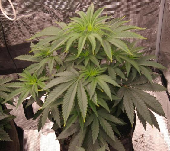 Sticky Berry Mints sensi seeds. Week 5