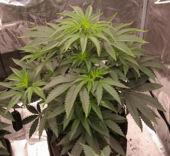 Sticky Berry Mints sensi seeds. Week 5