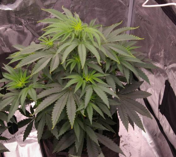 Sticky Berry Mints sensi seeds. Week 5