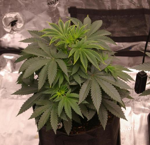 Dragon Milk Sensi Seeds. Week 5
