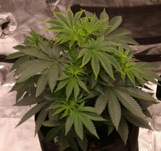Dragon Milk Sensi Seeds. Week 5