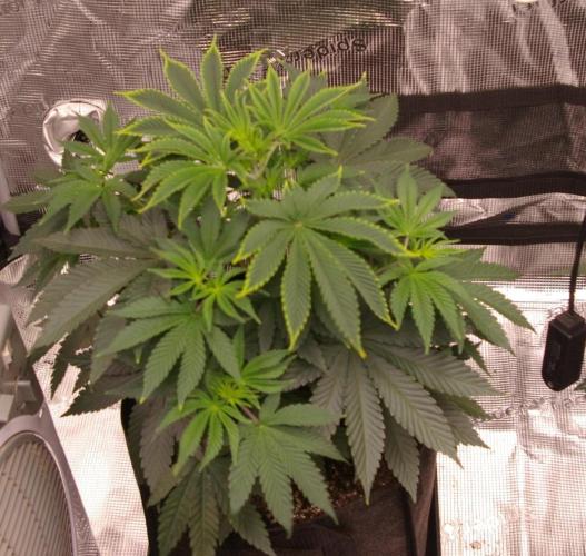 Dragon Milk Sensi Seeds. Week 5