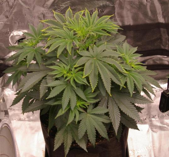 Dragon Milk Sensi Seeds. Week 5